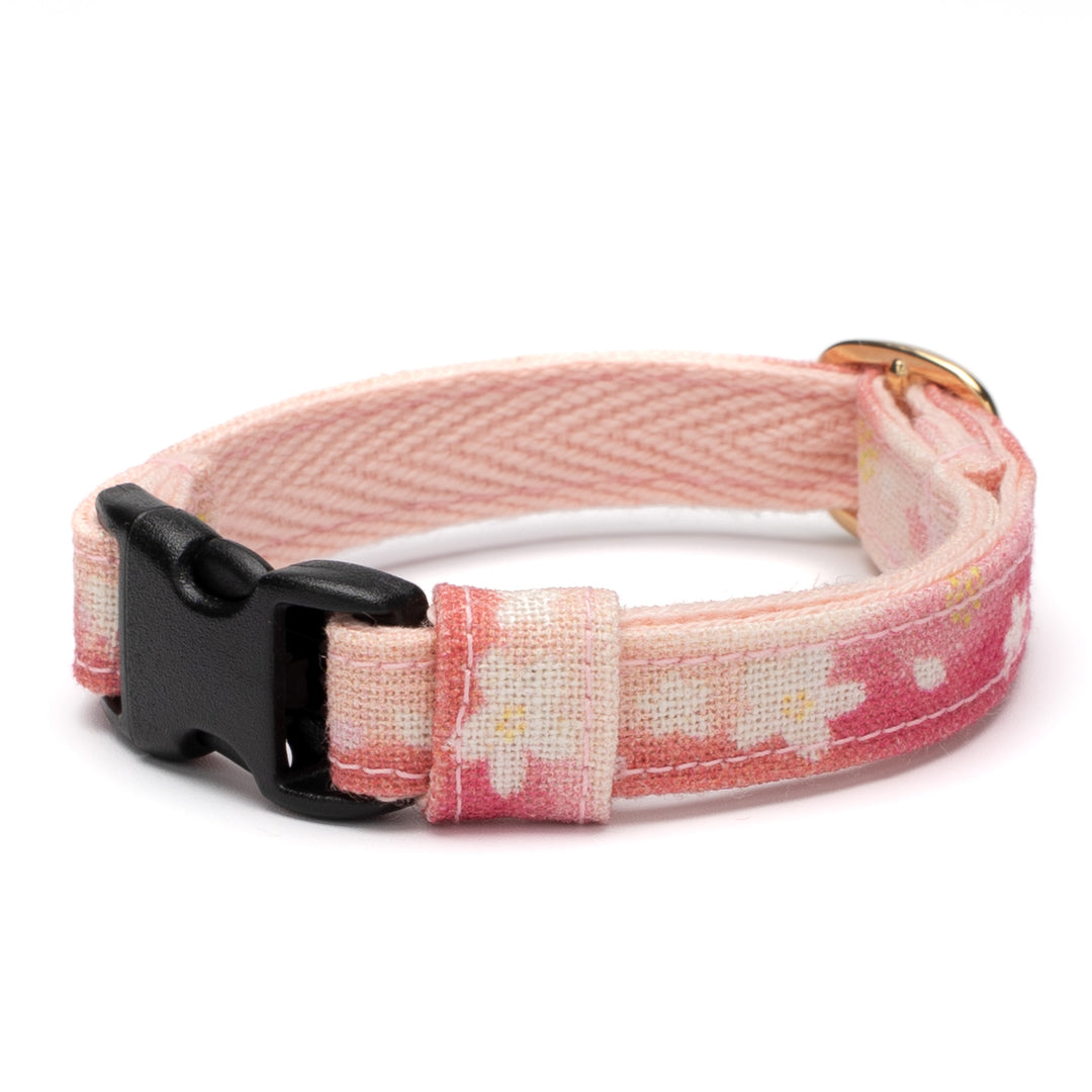 グラフィック猫首輪　SAKURAラテ　桜シフォン【限定モデル】