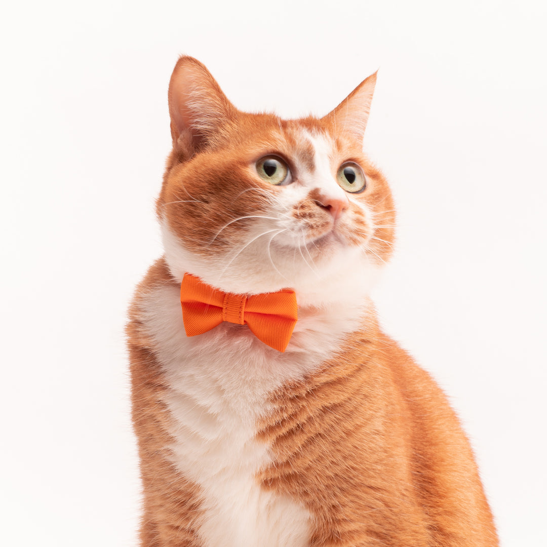 ぽぽねこの猫首輪の着け方