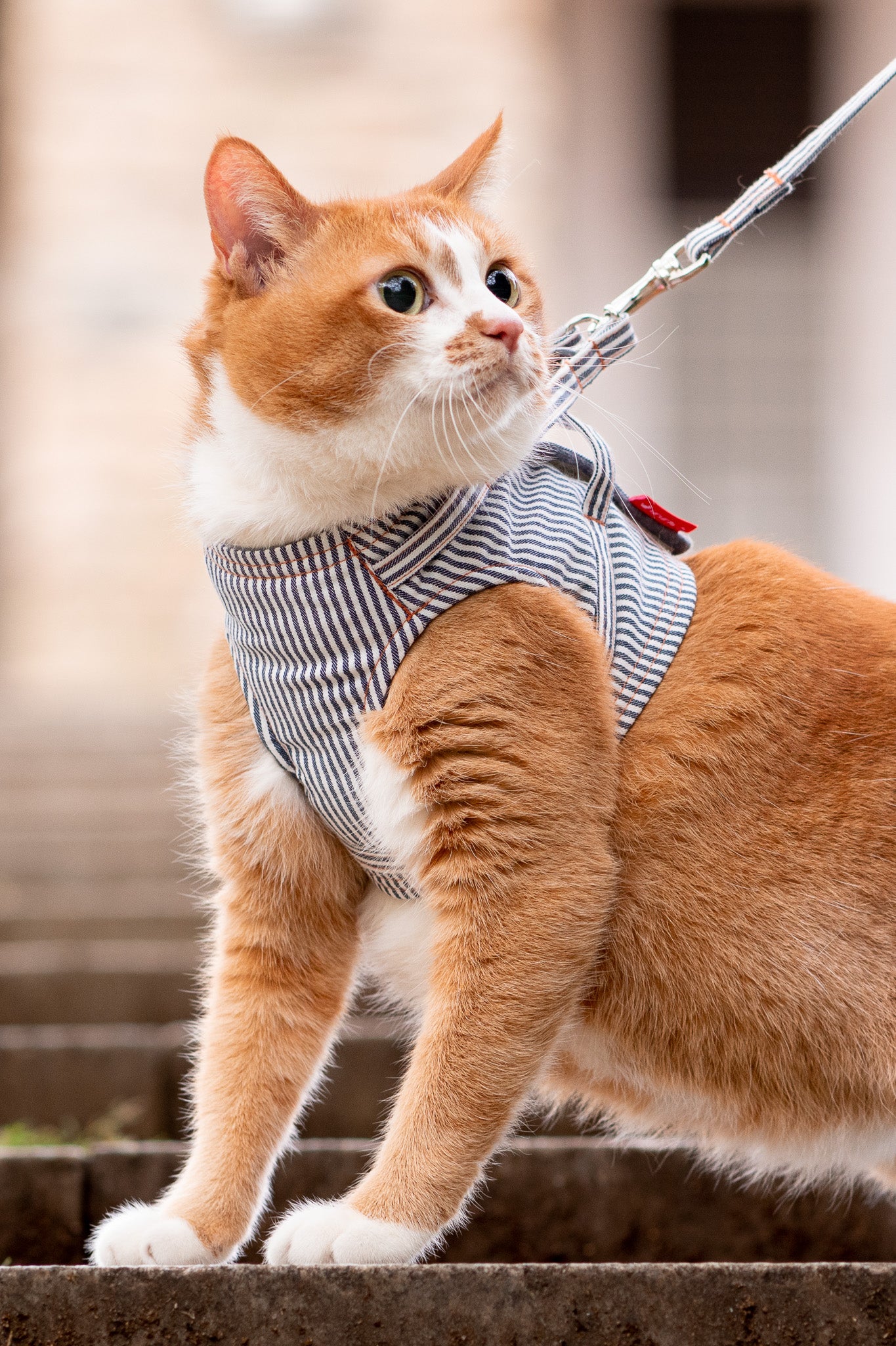 猫に優しいベスト型ハーネス