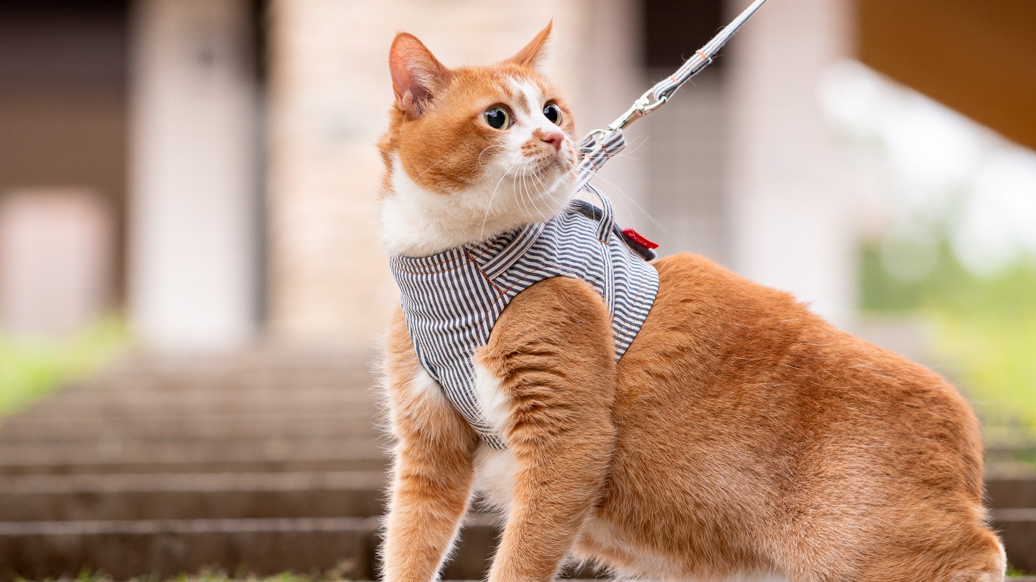 猫に優しいベスト型ハーネス