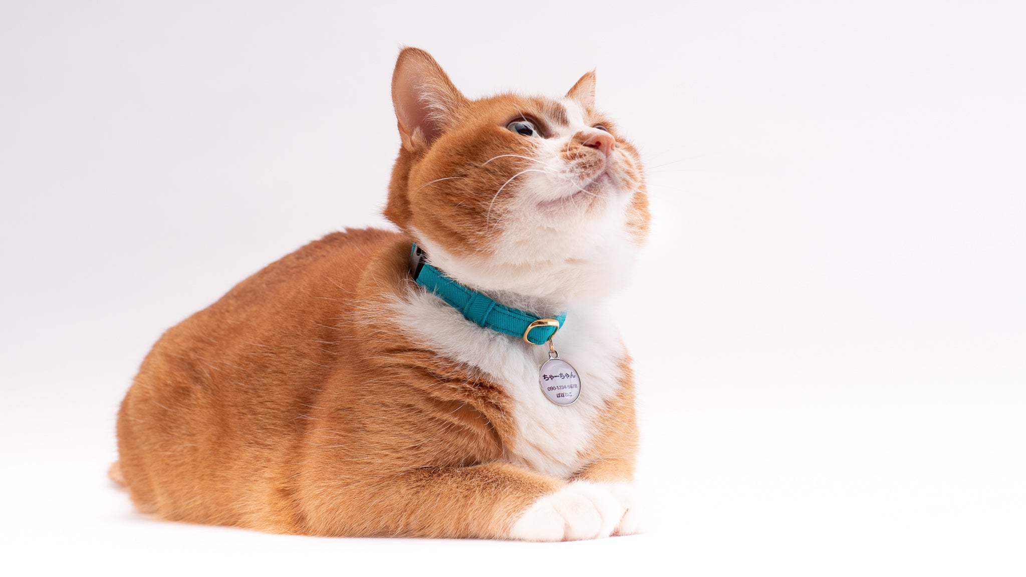ぽぽねこデビューガイド