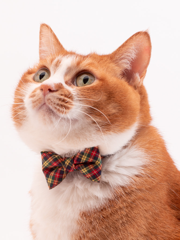 リボン付き猫首輪