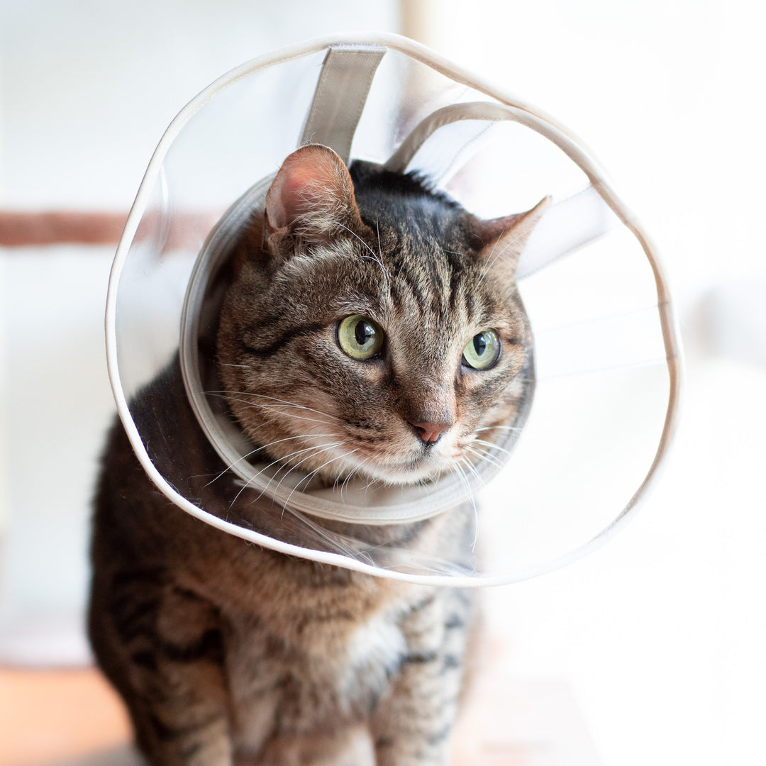 軽くて柔らかい猫用エリザベスカラー　視界良好タイプ
