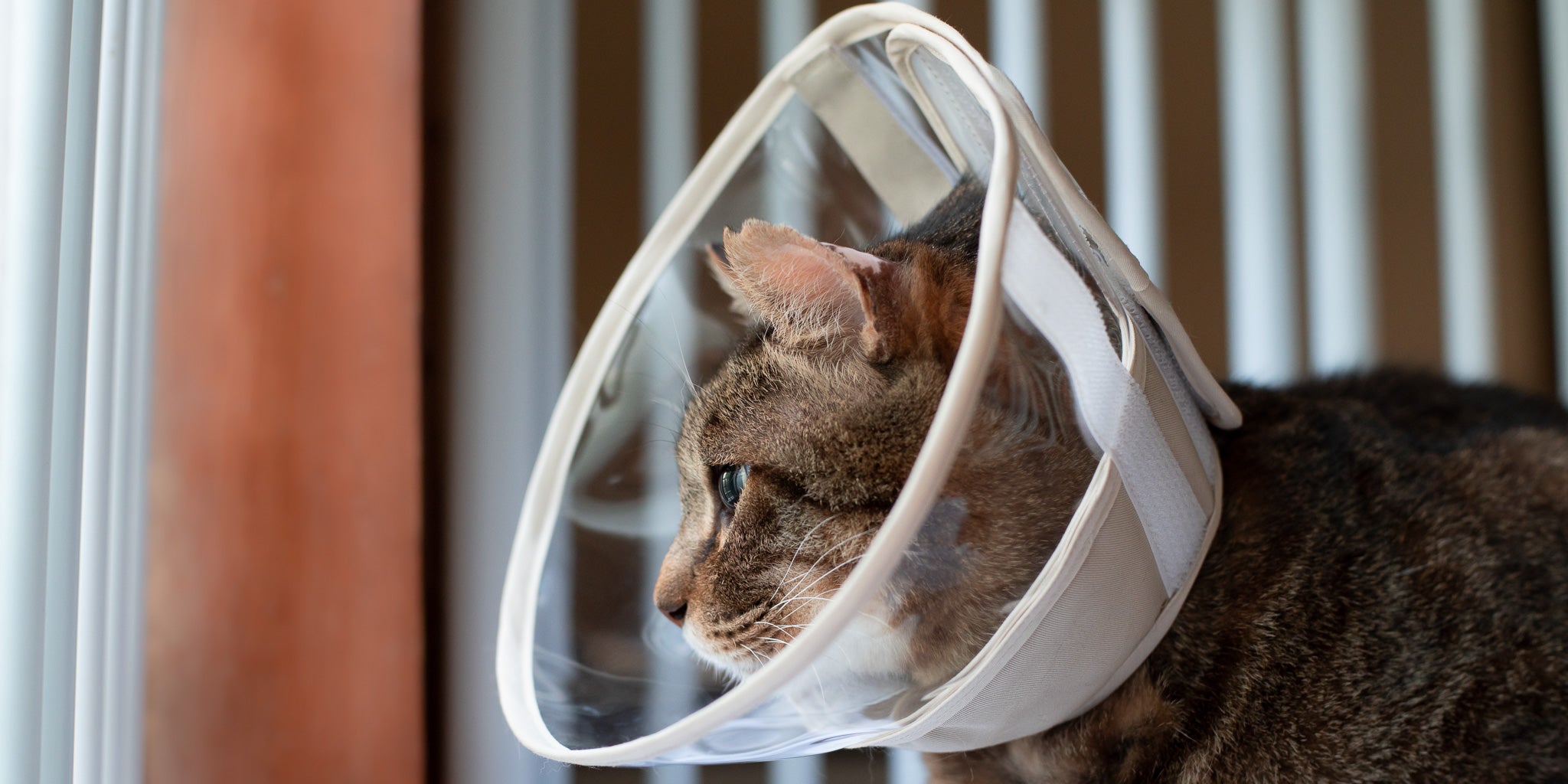 猫にエリザベスカラーは必要？使い方と嫌がるときの対処法とは