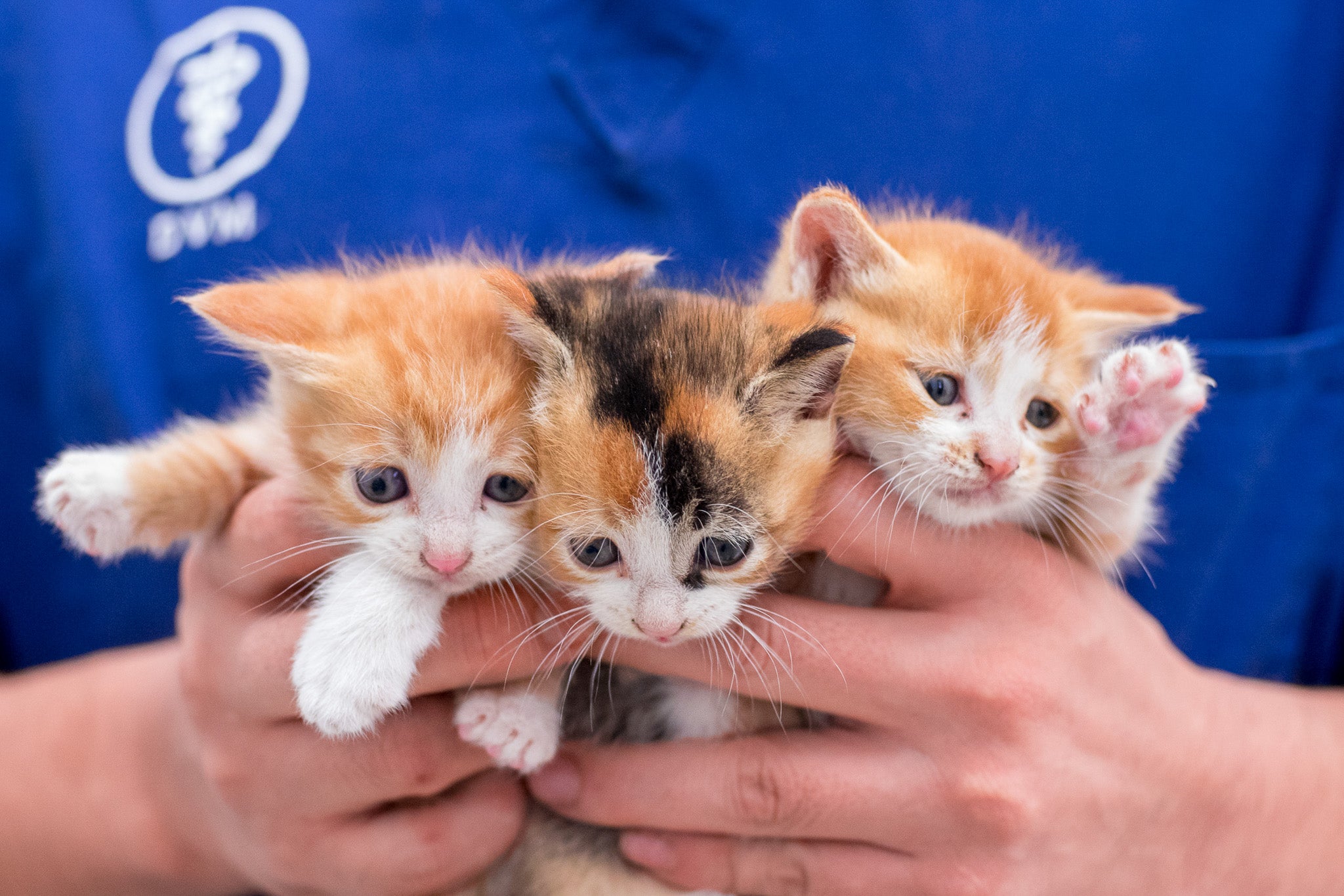 ぽぽねこの猫殺処分ゼロ支援プロジェクトについて – ぽぽねこ公式