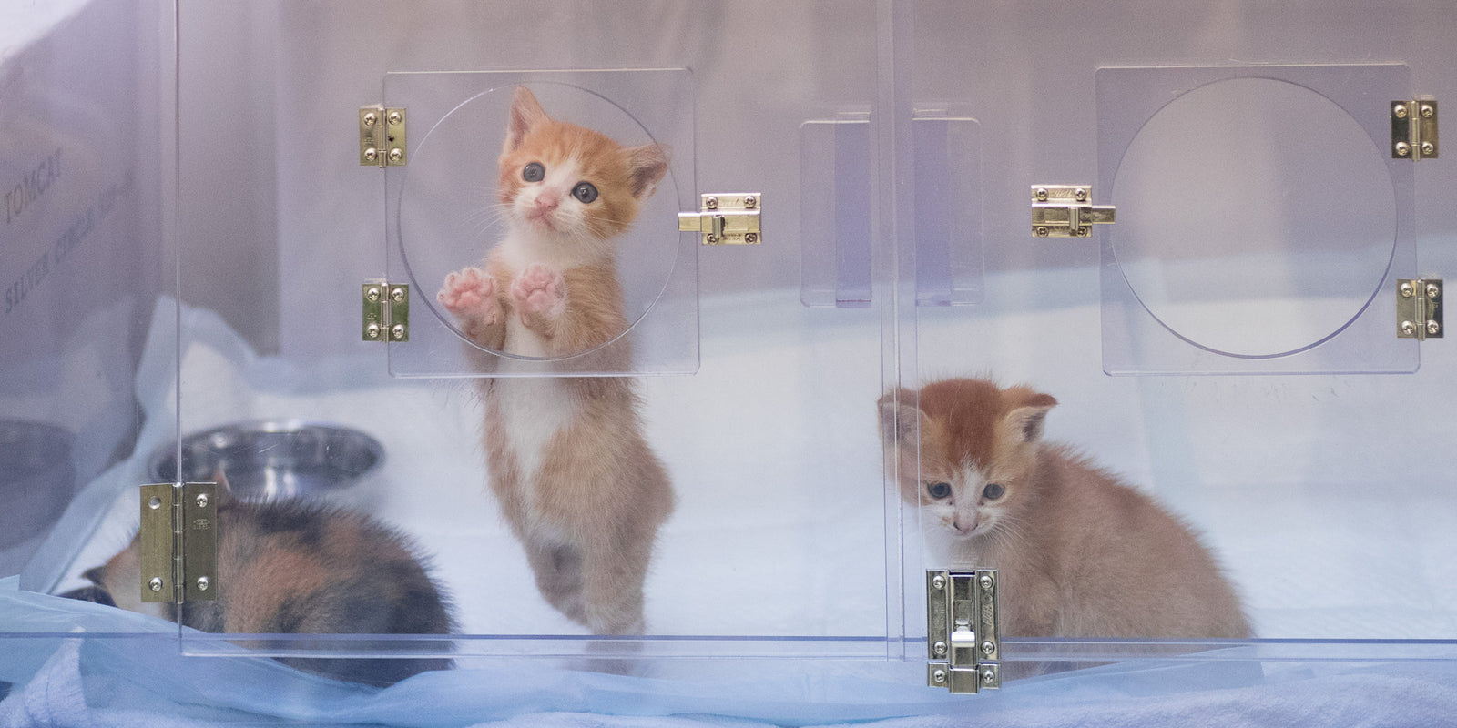 猫の殺処分を防ぐために