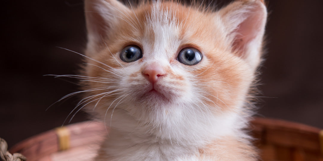 子猫の首輪デビューはいつから？安全な選び方と注意点を徹底解説