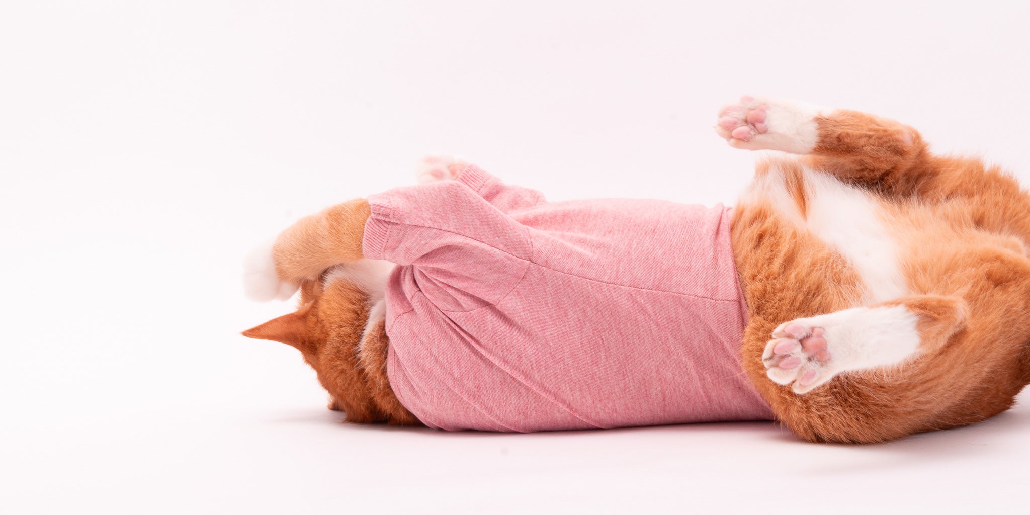 猫が服を嫌がる！猫に猫服を慣れてもらう方法とは