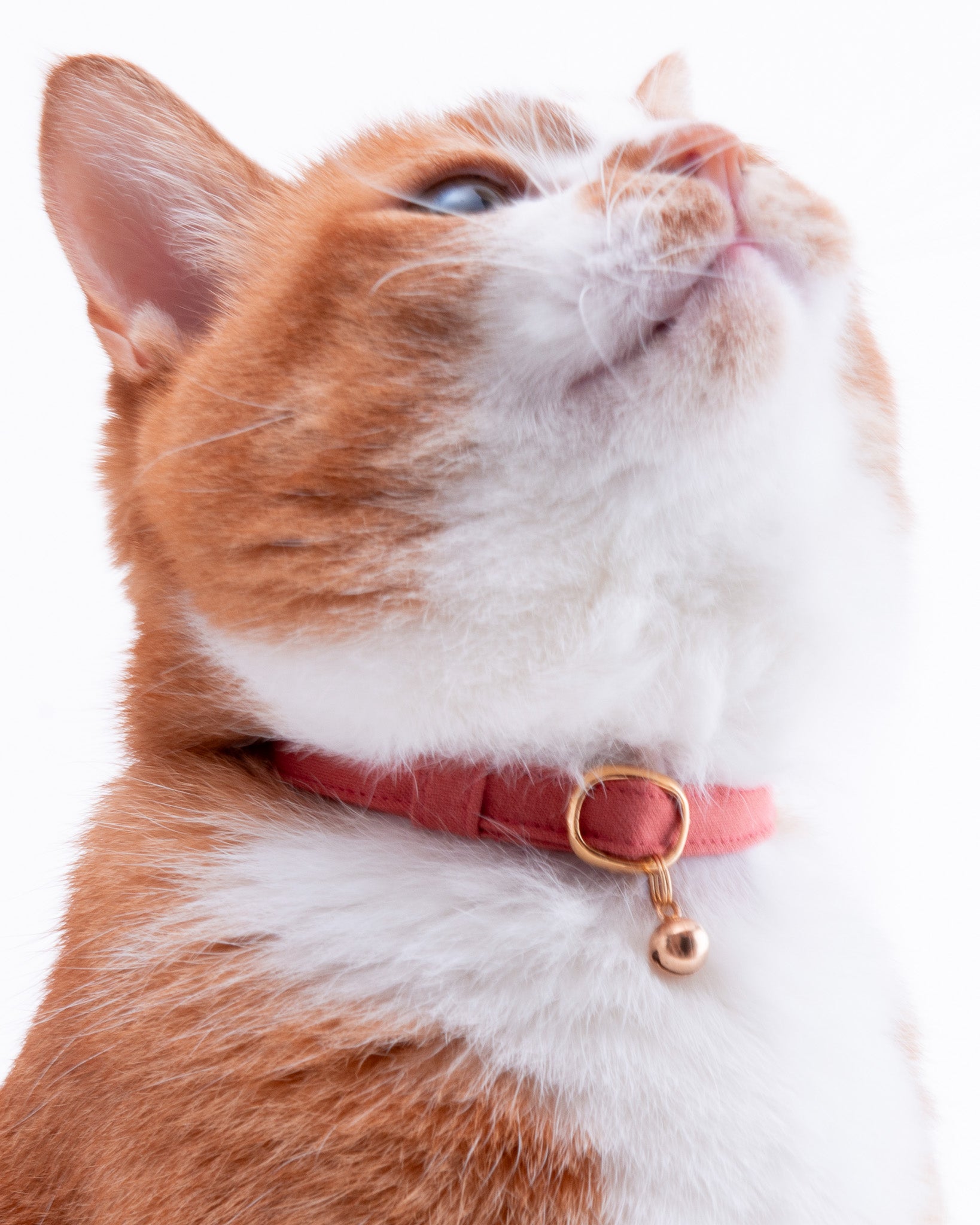 ノーマル猫首輪｜ハゲにくい・セーフティバックル仕様｜ぽぽねこ公式