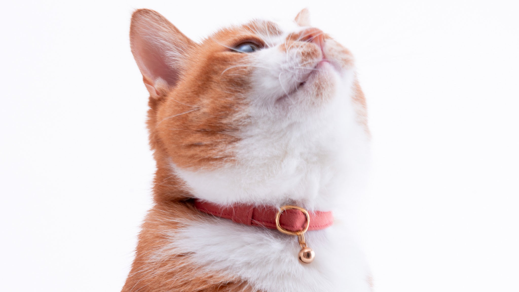 ノーマル猫首輪｜ハゲにくい・セーフティバックル仕様｜ぽぽねこ公式