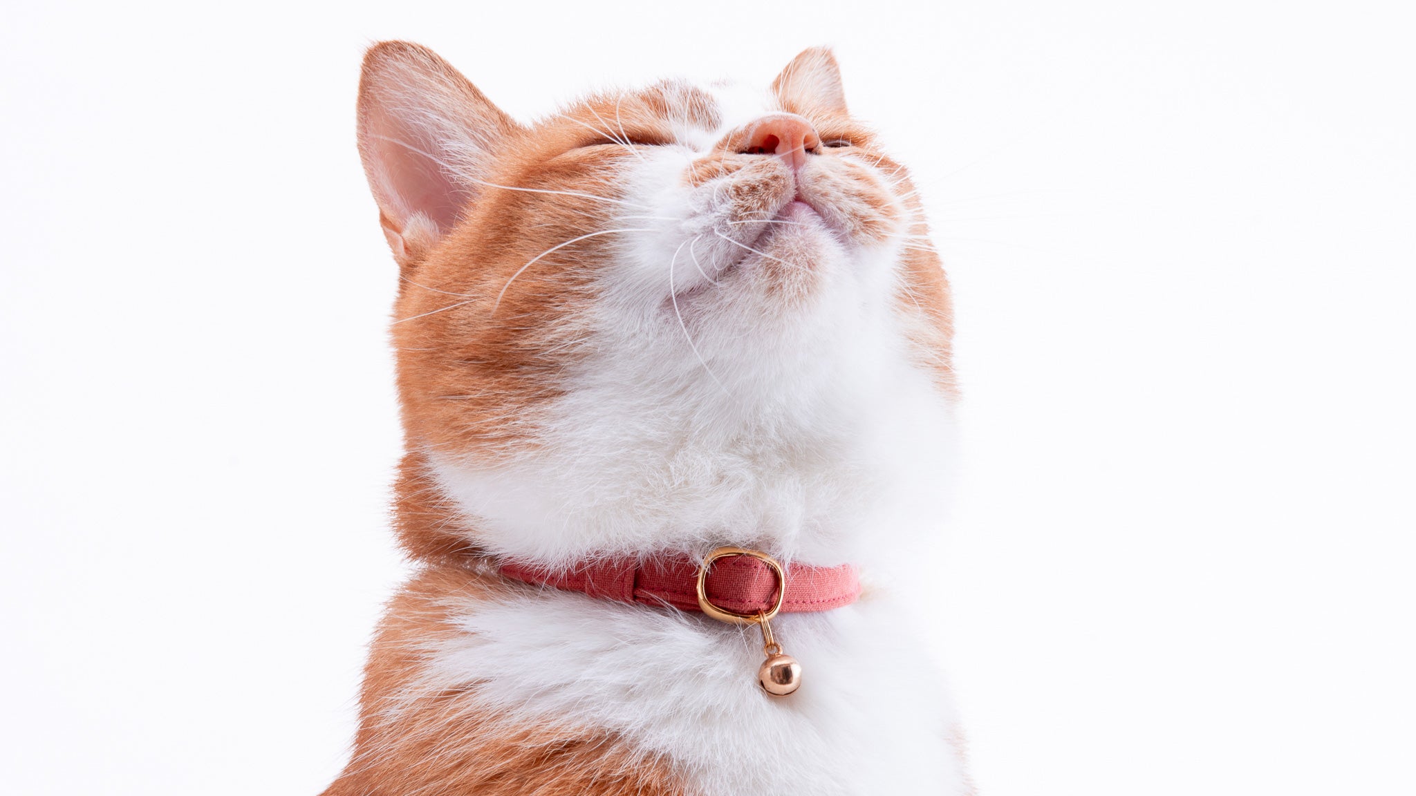 猫の首輪通販 ぽぽねこ公式オンラインショップ