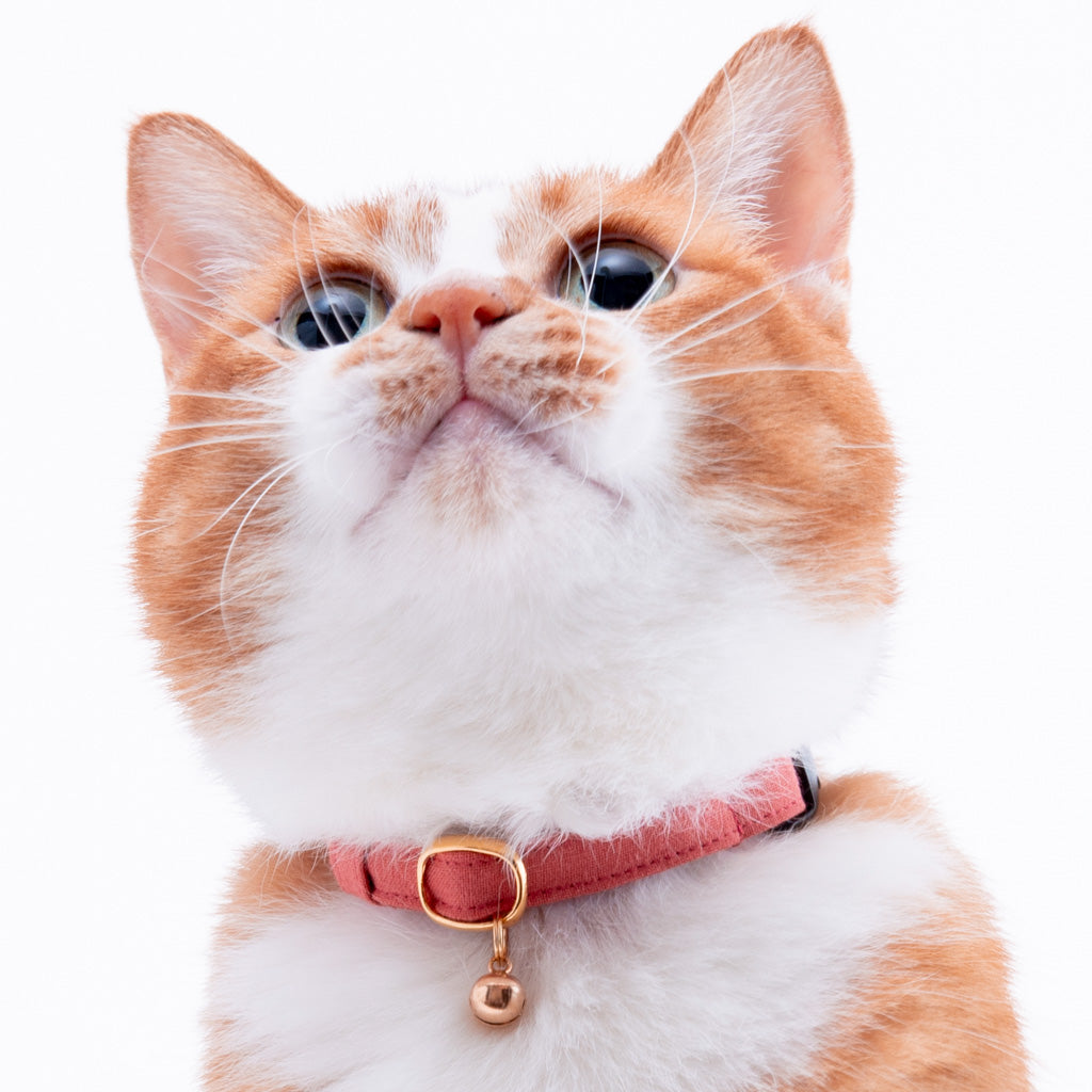 ハゲにくい猫首輪