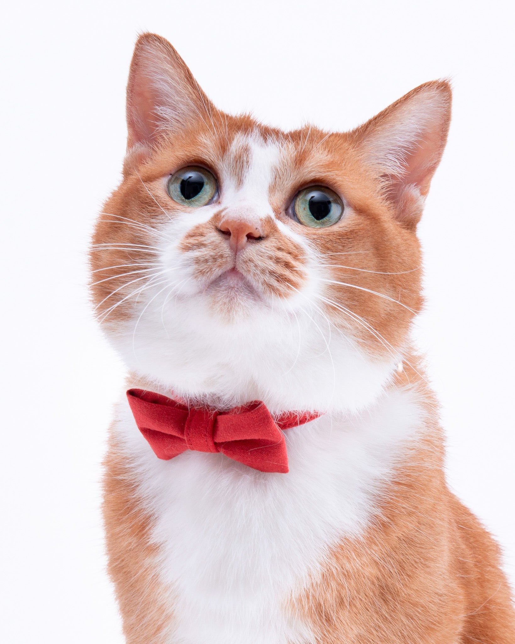 リボン付き猫首輪