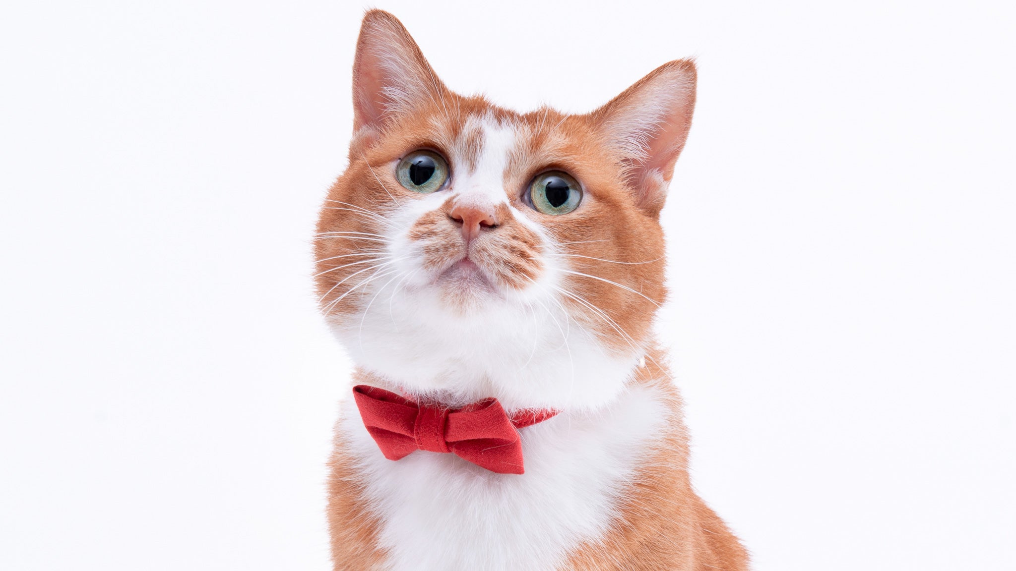リボン付き猫首輪