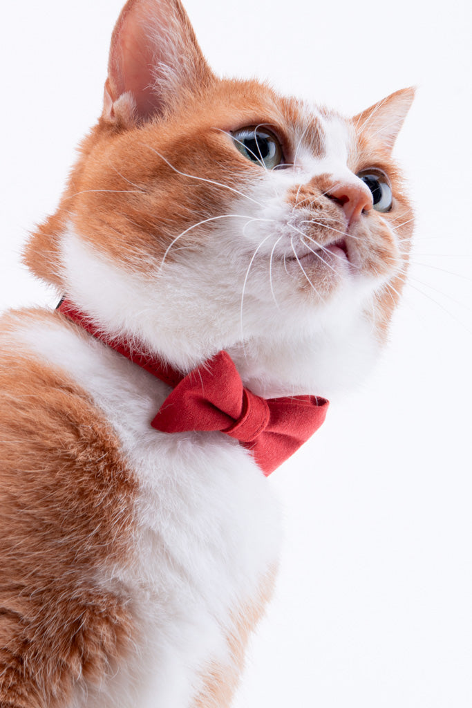 猫さんセット Amazon.co.jp: 山勝美濃陶苑(Yamakatsuminotouen) 小鉢 豆鉢