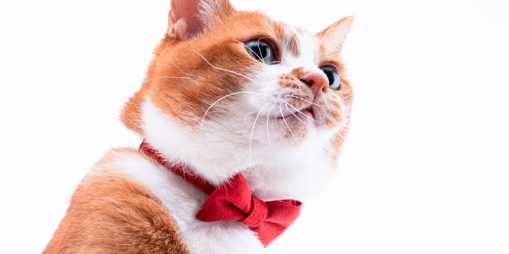 OH CHARLIE 首輪　バンダナカラー　ファッション 新商品】新シリーズ登場！バンダナ付き猫首輪ができました！｜ぽぽね