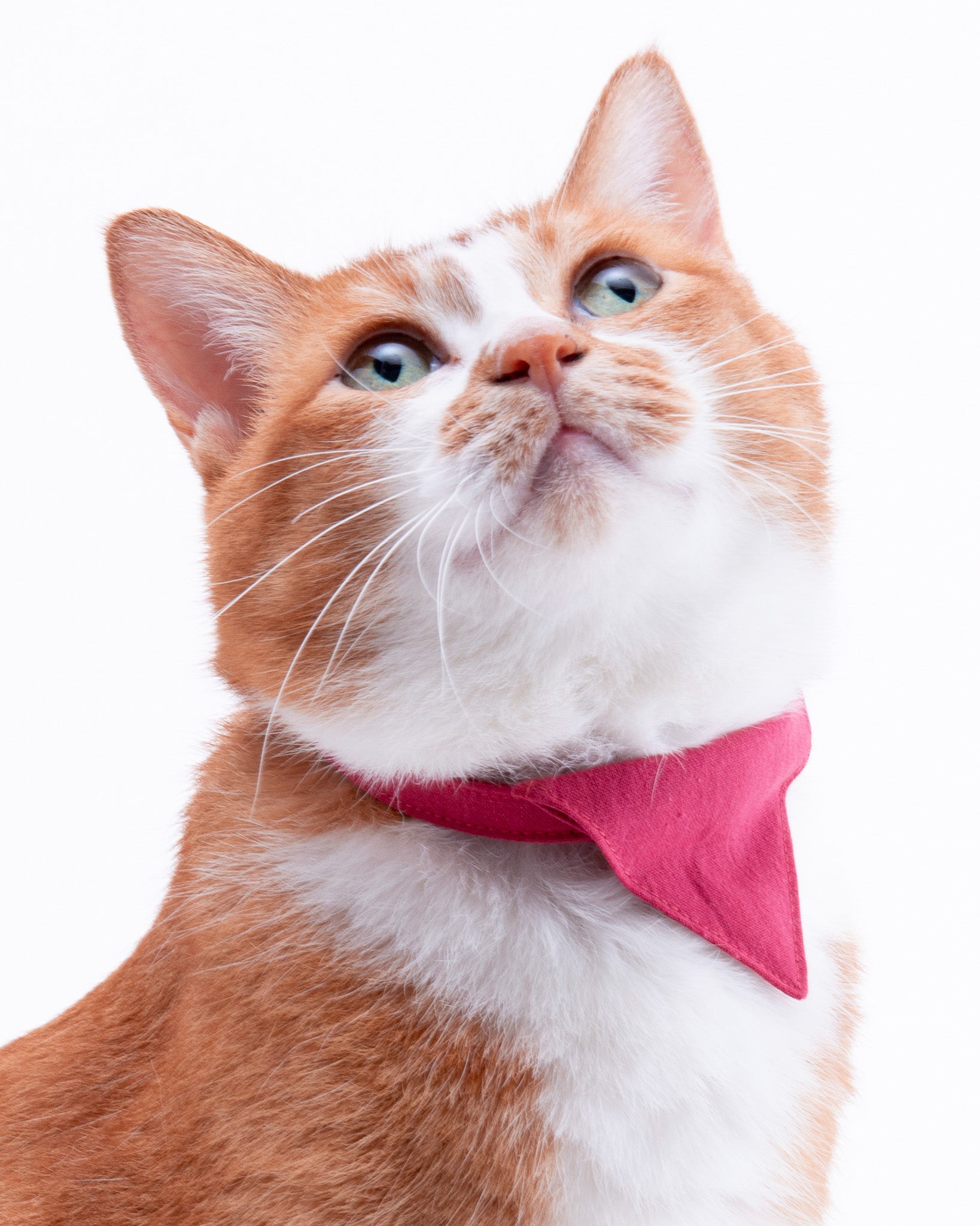バンダナ付き猫首輪（セーフティーバックル仕様） 通販｜ぽぽねこ公式