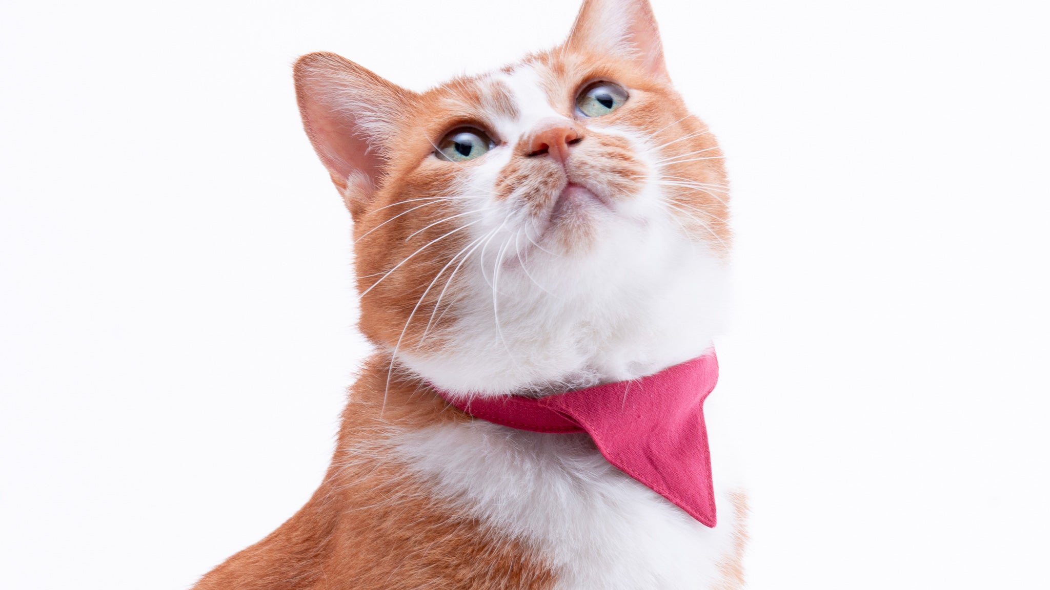 バンダナ付き猫首輪（セーフティーバックル仕様） 通販｜ぽぽねこ公式