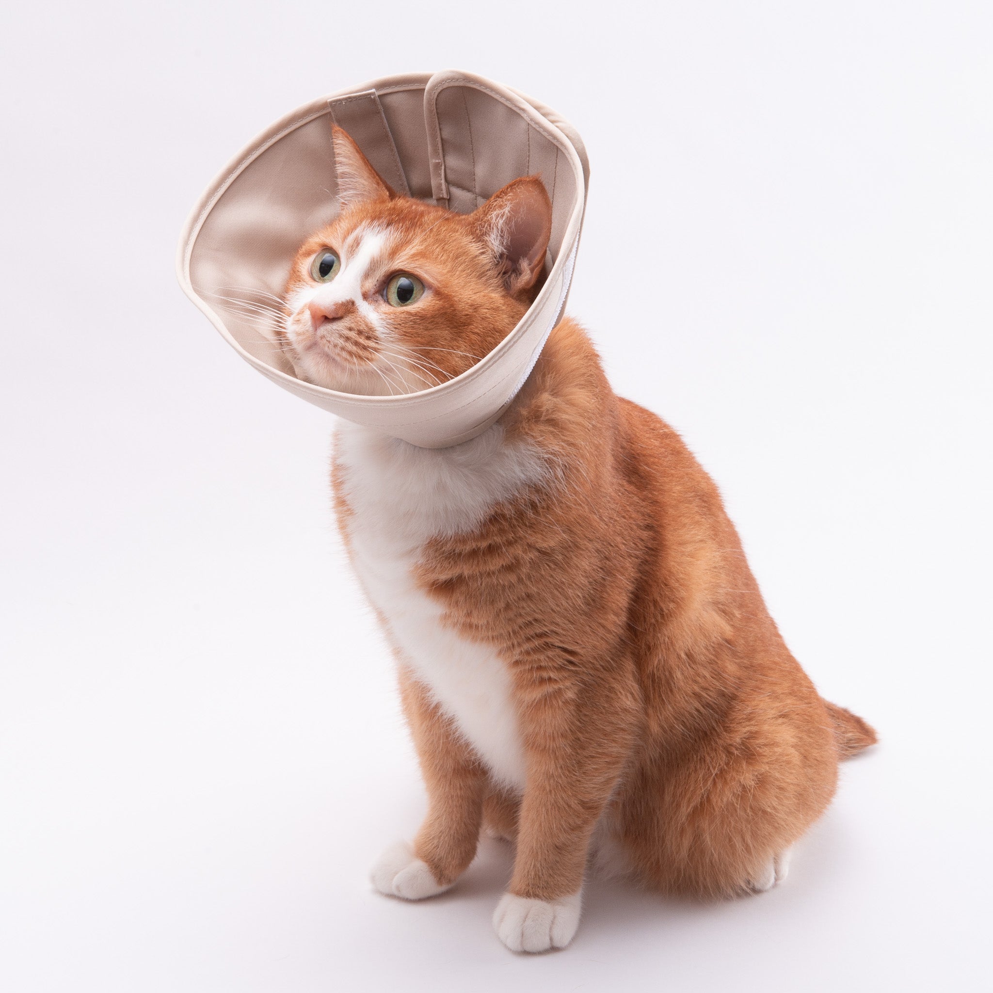 訳あり】軽くて柔らかい猫用エリザベスカラー｜ぽぽねこ公式オンライン