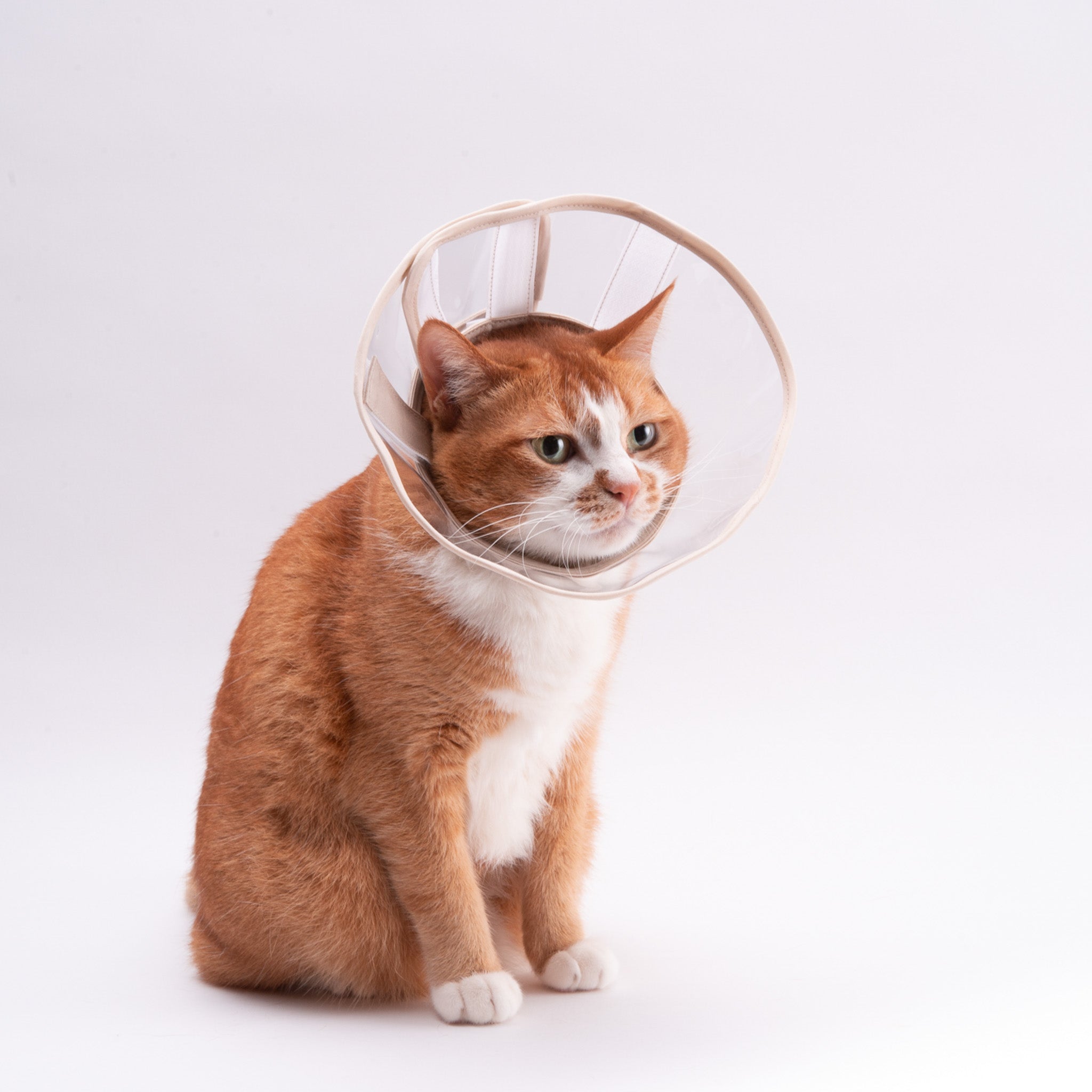 訳あり】軽くて柔らかい猫用エリザベスカラー｜ぽぽねこ公式オンライン