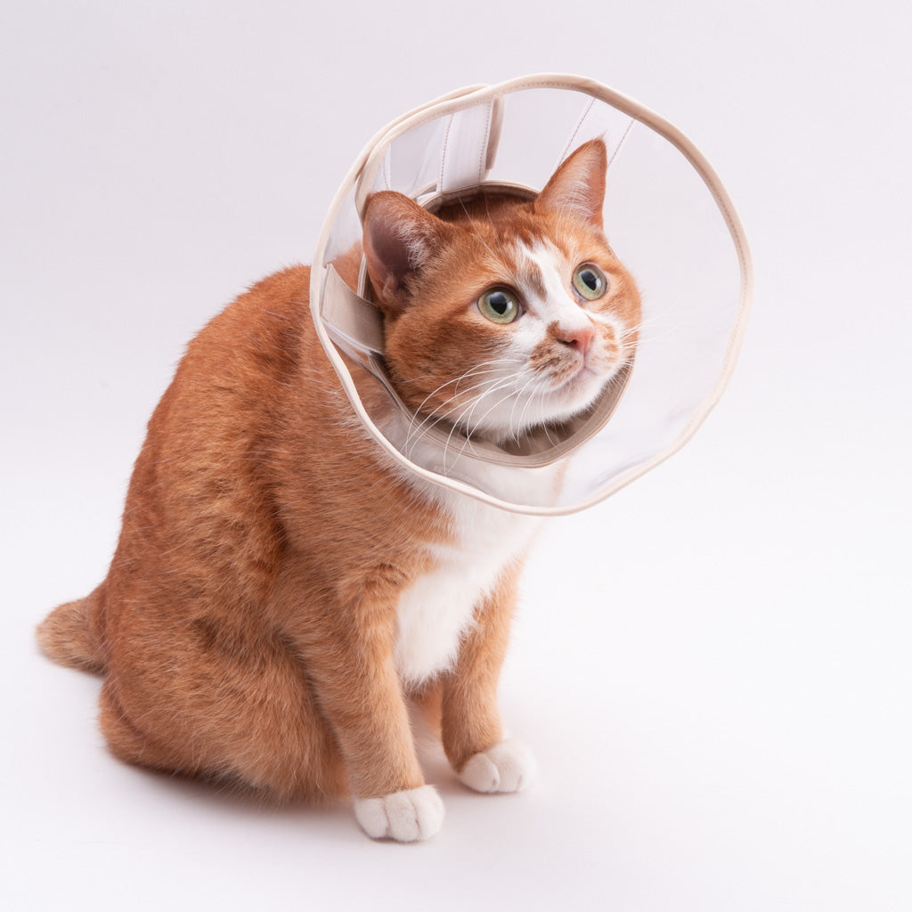 軽くて柔らかい猫用エリザベスカラー