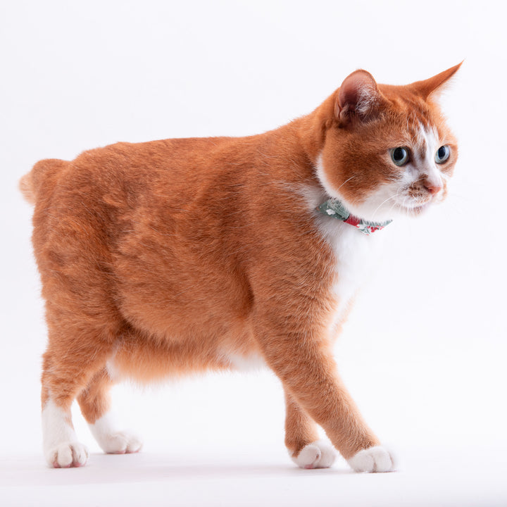リボン付き猫首輪　クリスマス　ボタニカル　グリーン