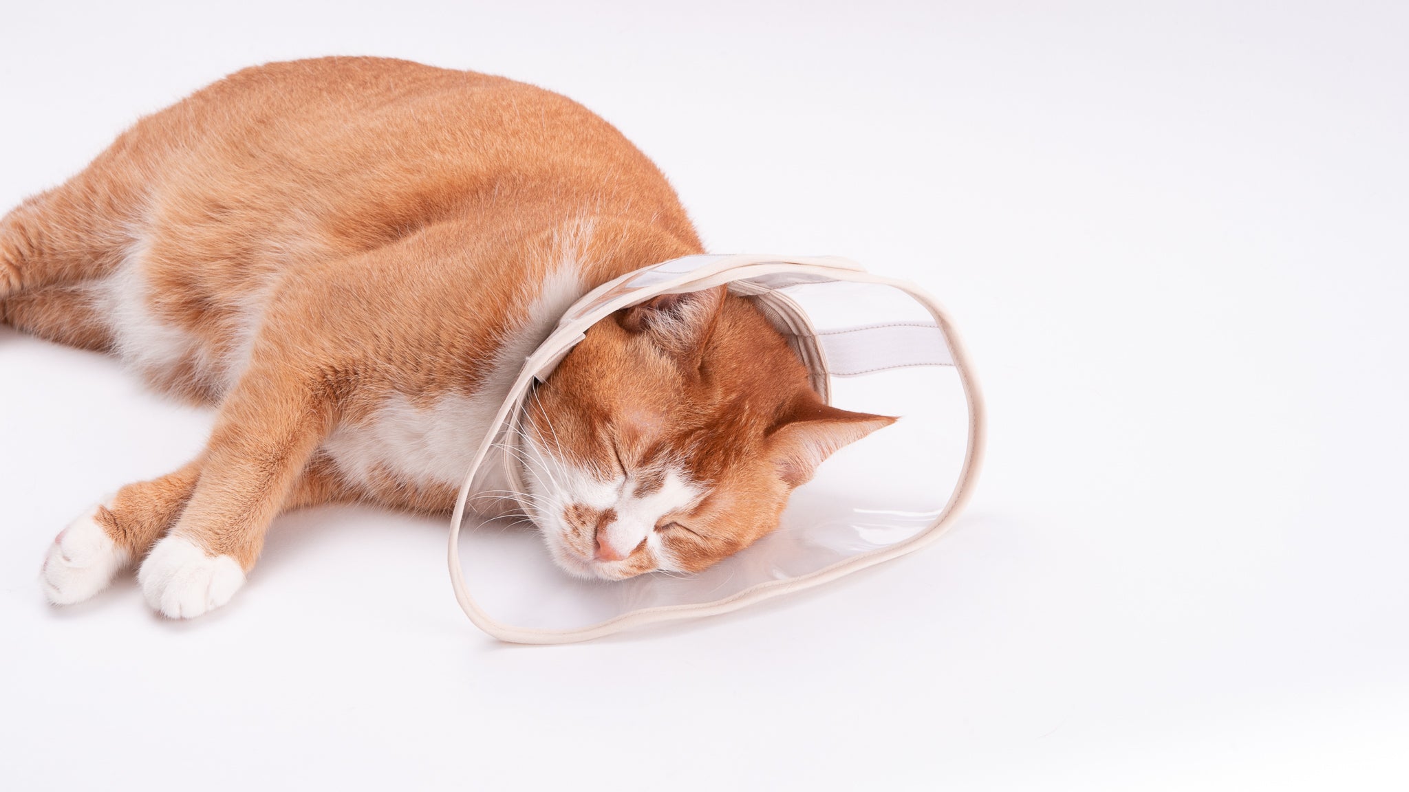 ぽぽねこの猫用エリザベスカラーの特徴とこだわりについて – ぽぽねこ