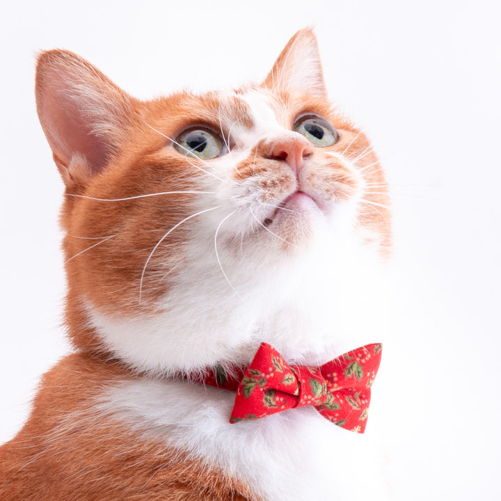 リボン付き猫首輪　クリスマス　ヒイラギ　レッド