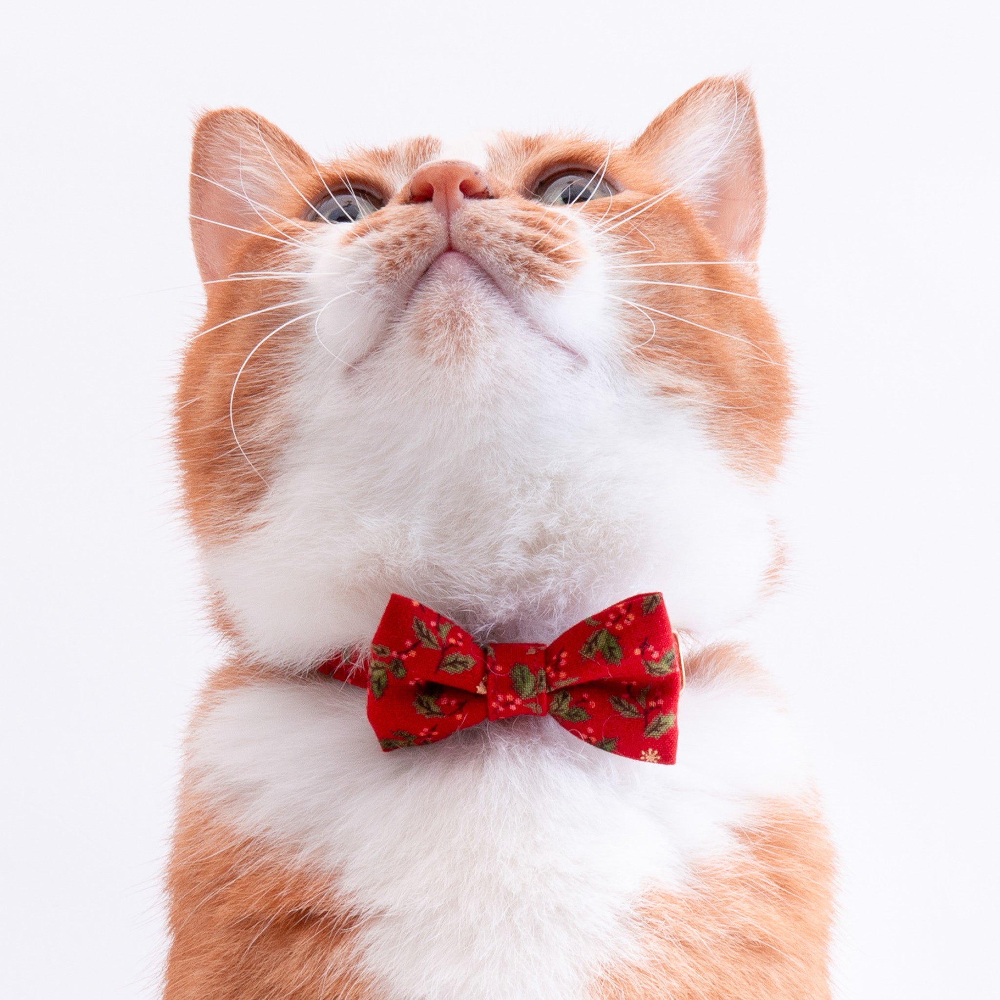 リボン付き猫首輪 クリスマス ヒイラギ レッド｜ぽぽねこ公式