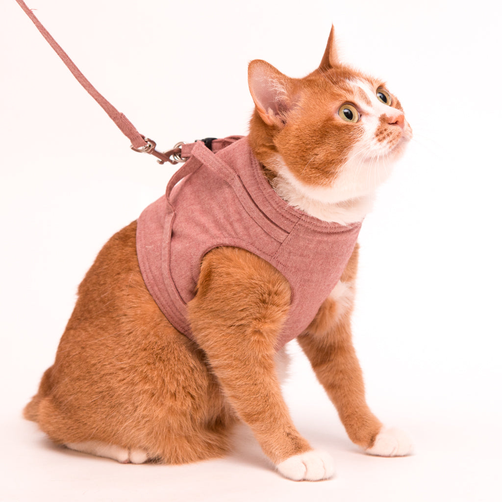 ぽぽねこデビューガイド｜「はじめて」を、失敗しないために – ぽぽ