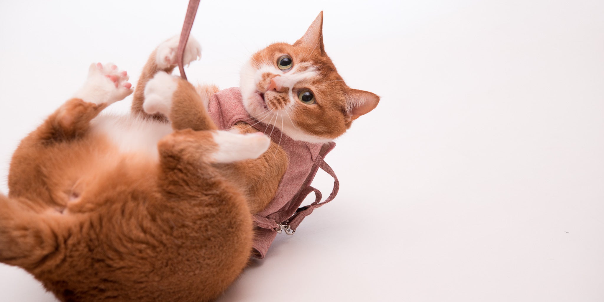 猫用ハーネスの慣らし方【固まる、嫌がるを克服する方法】