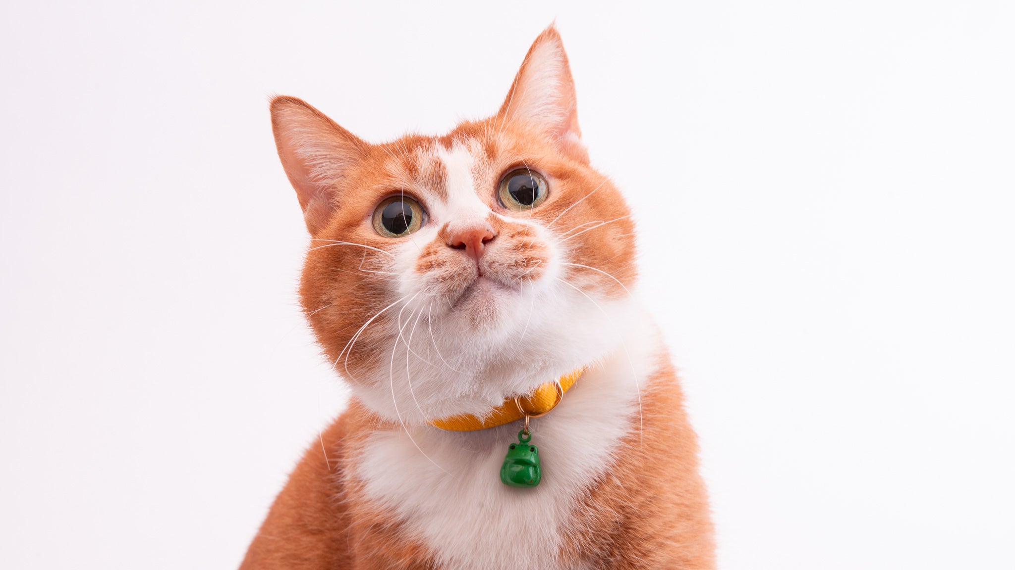 猫首輪 MUJIコットンツイル