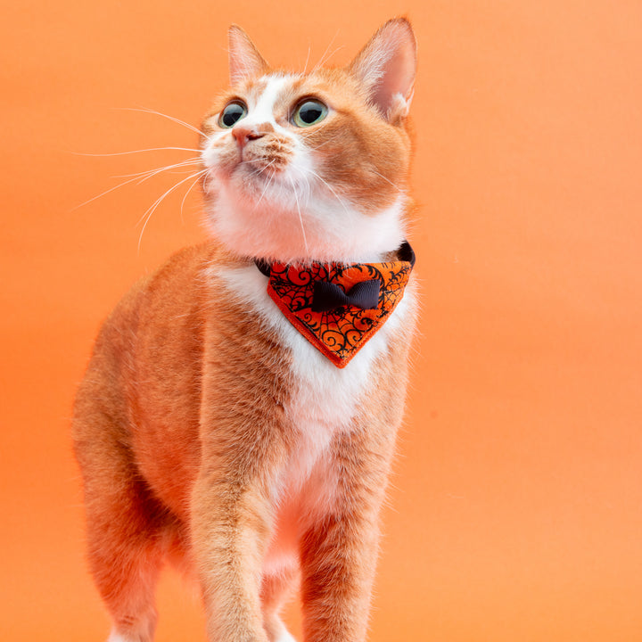 バンダナ付き猫首輪　ハロウィンパーティー　スパイダー／オレンジ
