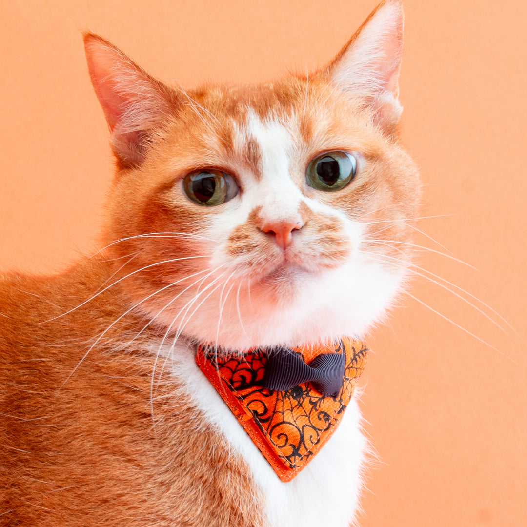 バンダナ付き猫首輪　ハロウィンパーティー　スパイダー／オレンジ