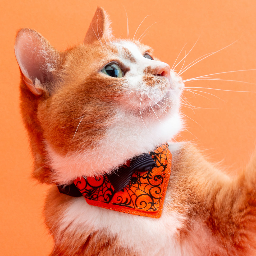バンダナ付き猫首輪　ハロウィンパーティー　スパイダー／オレンジ