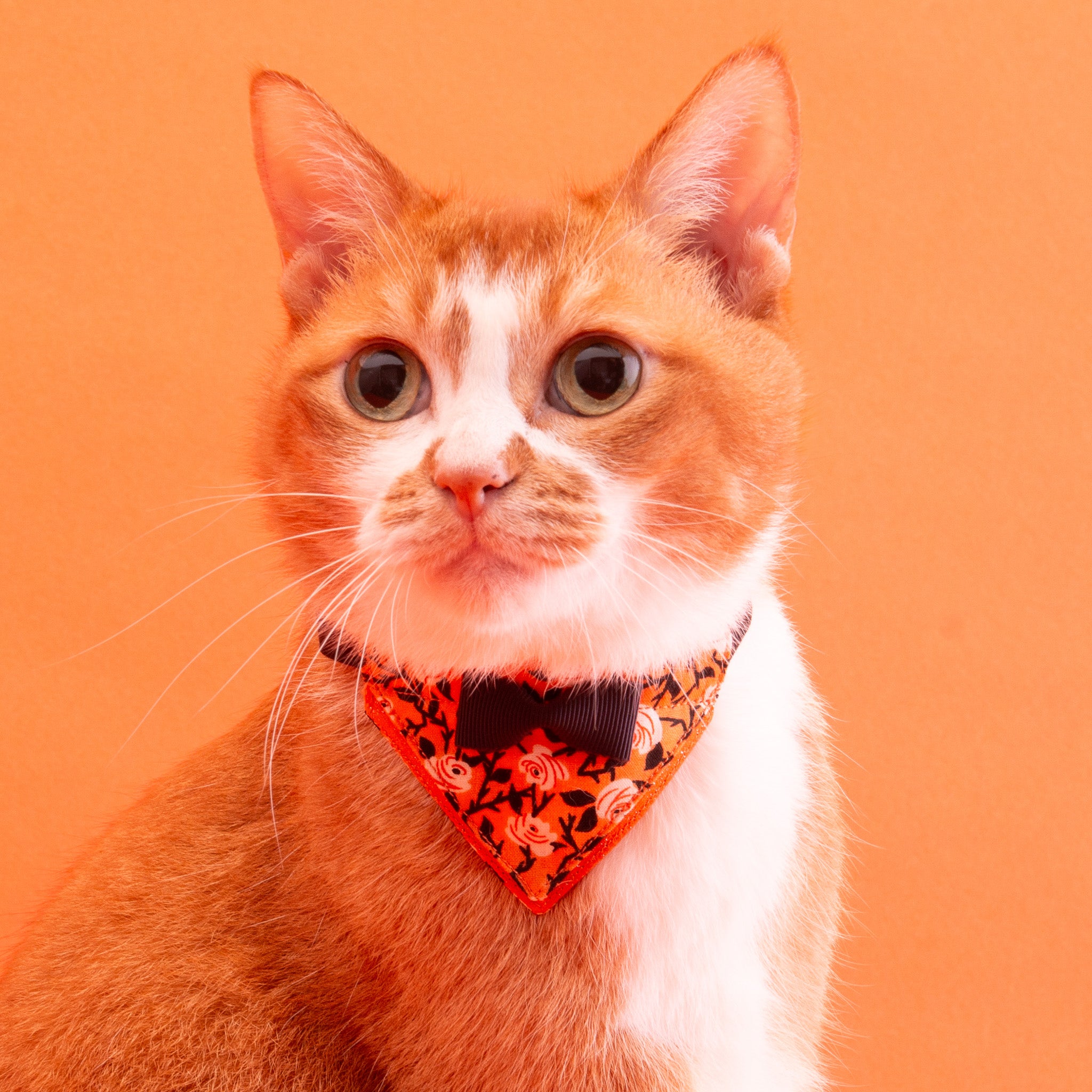 バンダナ付き猫首輪 ハロウィン トワイライトローズ／オレンジ｜ぽぽ