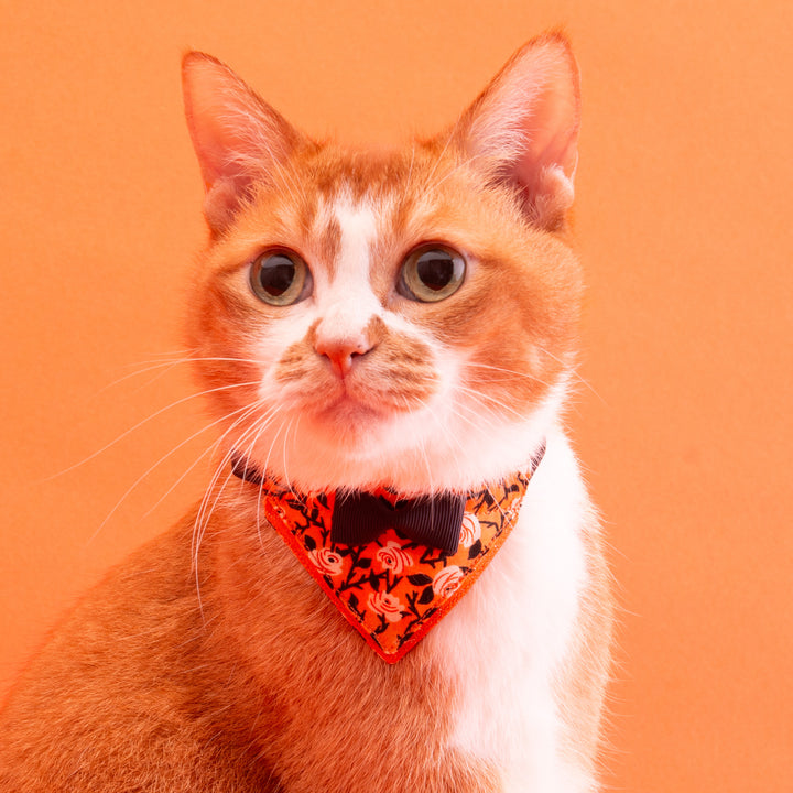 バンダナ付き猫首輪　ハロウィンパーティー　トワイライトローズ／オレンジ