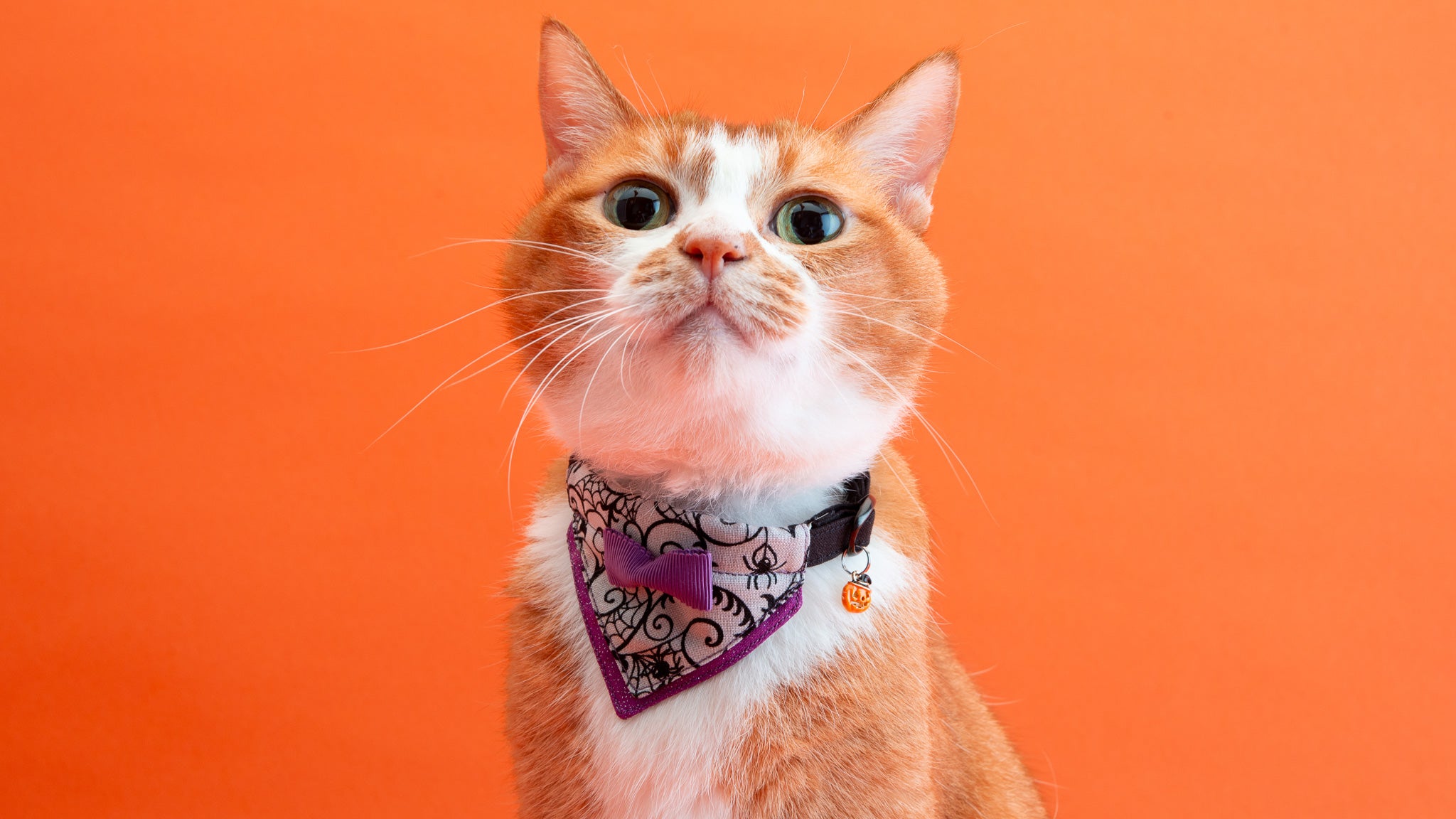 ハロウィン、スイートロリータ(シルバー)わんちゃん猫ちゃん用首輪 ハロウィン、スイートロリータ(シルバー)わんちゃん猫ちゃん用