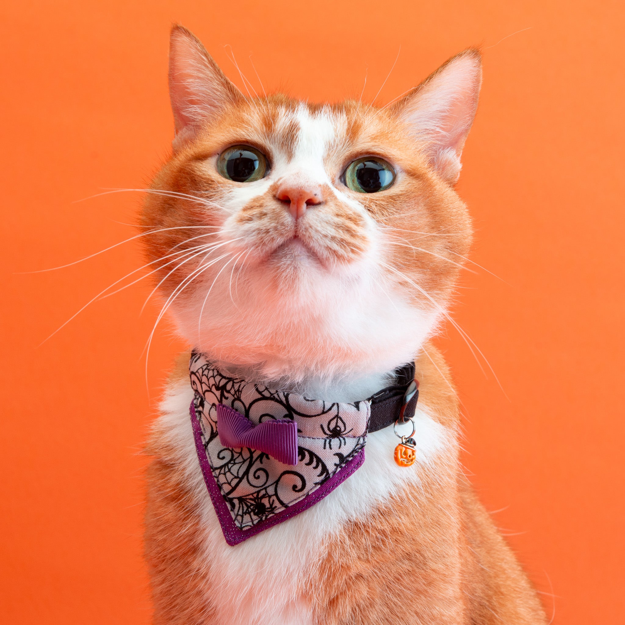 ハロウィン、ロリータ(ブルー)わんちゃん猫ちゃん用首輪 250600488.jpg?v=1758805891&