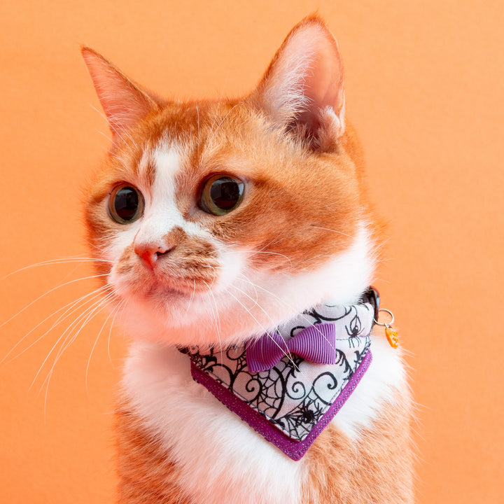バンダナ付き猫首輪　ハロウィンパーティー　スパイダー／パープル