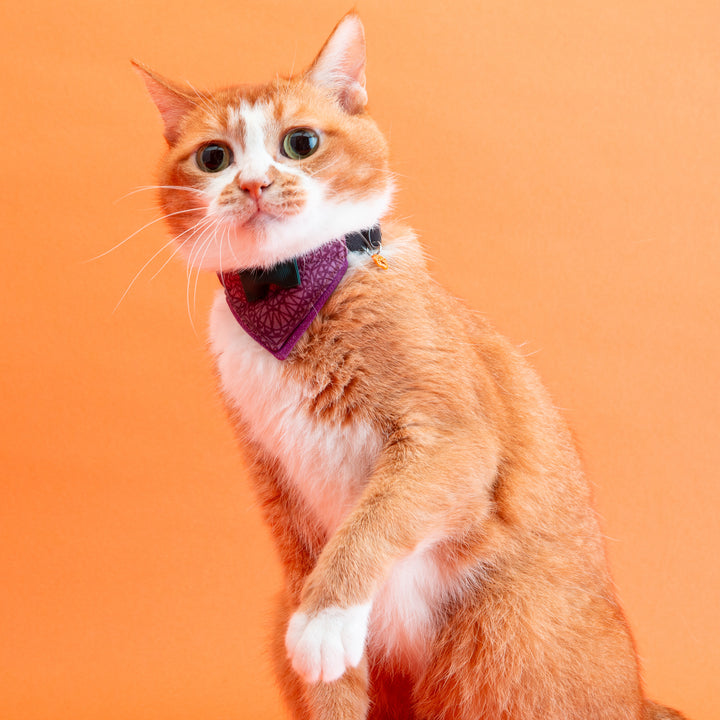 バンダナ付き猫首輪　ハロウィンパーティー　ミステリアスナイト／パープル