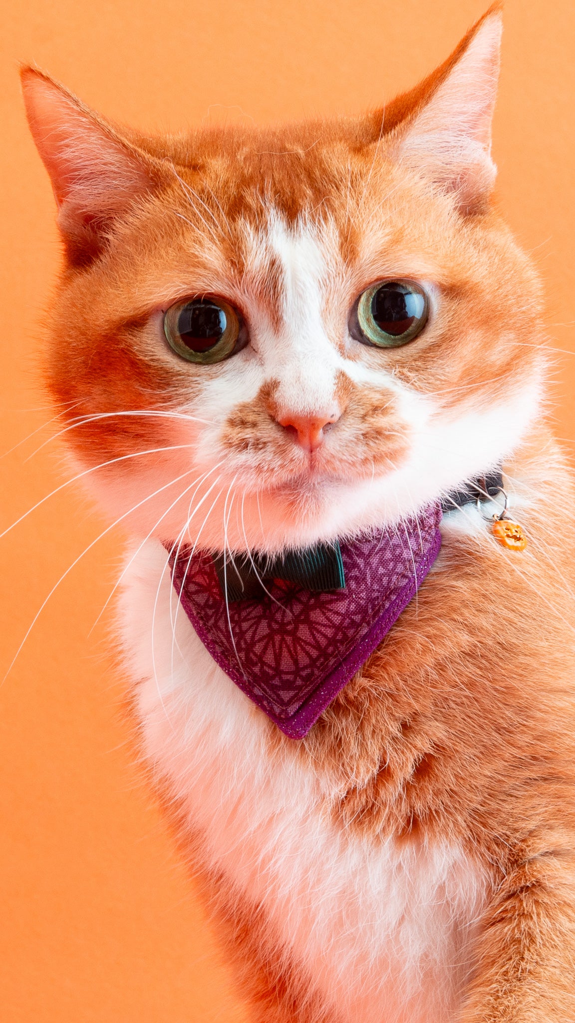 猫首輪 ハロウィンコレクション