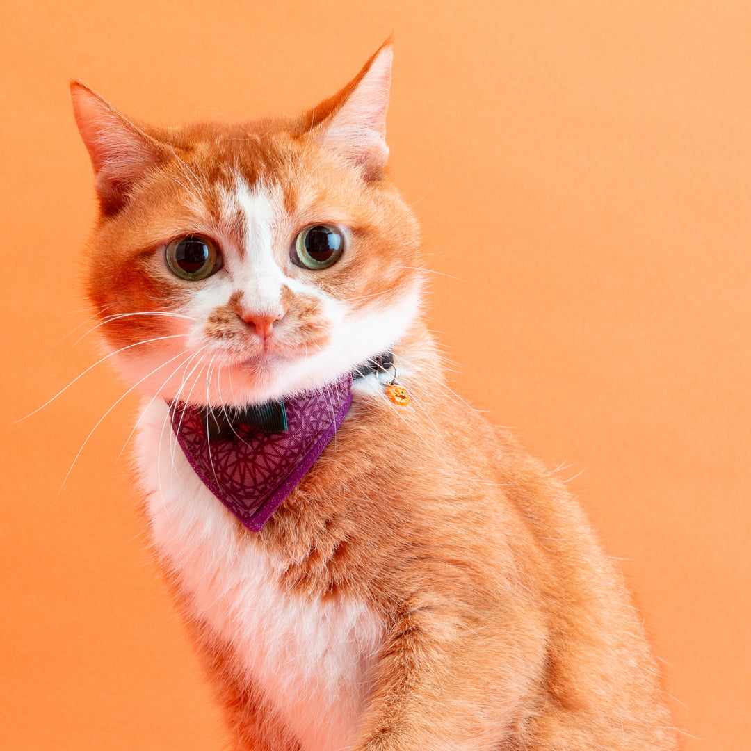バンダナ付き猫首輪　ハロウィンパーティー　ミステリアスナイト／パープル