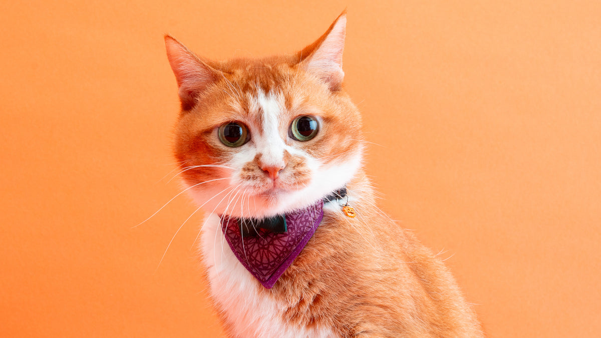 猫首輪 ハロウィンコレクション