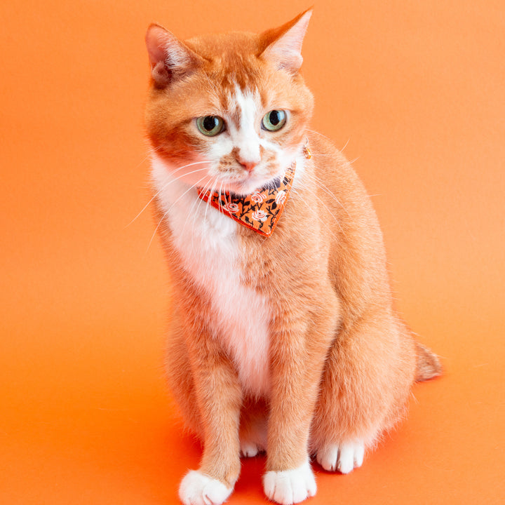 バンダナ付き猫首輪　ハロウィンパーティー　トワイライトローズ／オレンジ