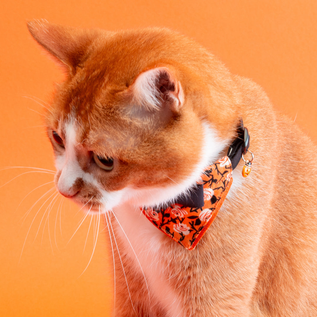 バンダナ付き猫首輪　ハロウィンパーティー　トワイライトローズ／オレンジ