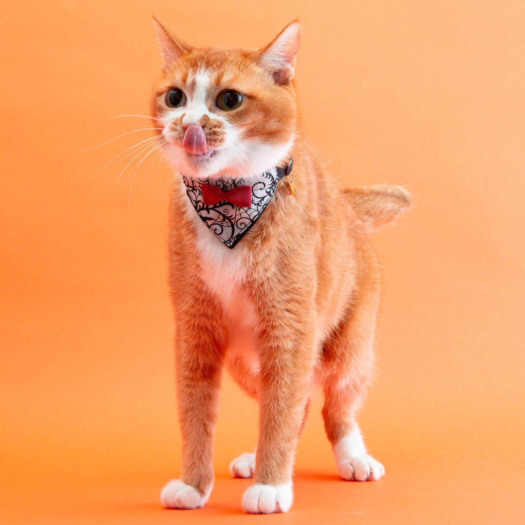 バンダナ付き猫首輪　ハロウィンパーティー　スパイダー／ブラック