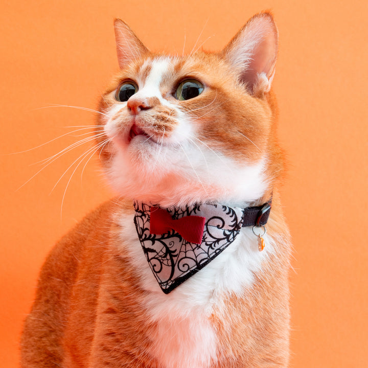 バンダナ付き猫首輪　ハロウィンパーティー　スパイダー／ブラック