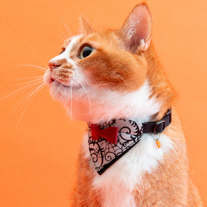 バンダナ付き猫首輪　ハロウィンパーティー　スパイダー／ブラック