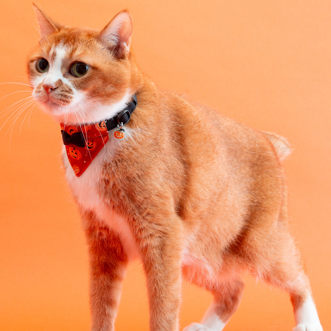バンダナ付き猫首輪　ハロウィンパーティー　ジャック・オー・ランタン／オレンジ